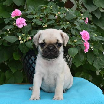 Flossie