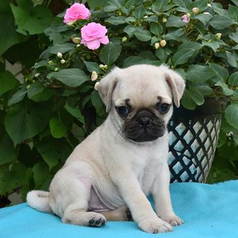 Flossie
