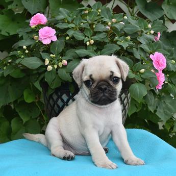 Flossie