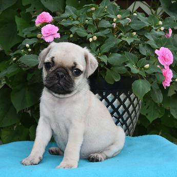 Flossie