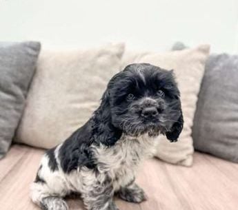 Flynn