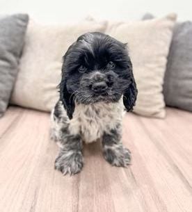 Flynn