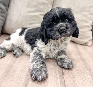 Flynn