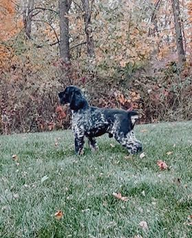 Flynn