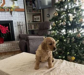Gino