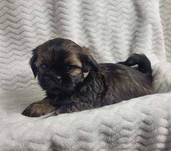 Hershey