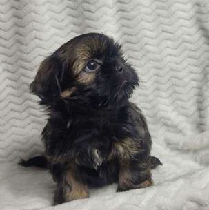 Hershey