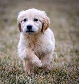 Hudson