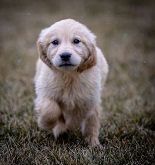Hudson