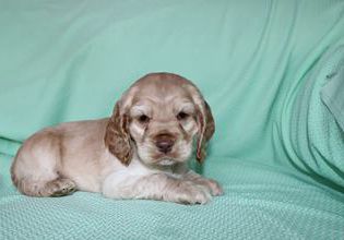 Jingles