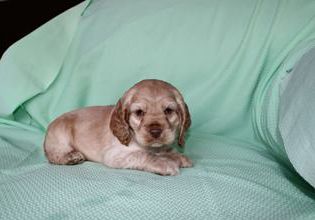 Jingles
