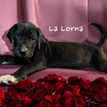 Lalorna