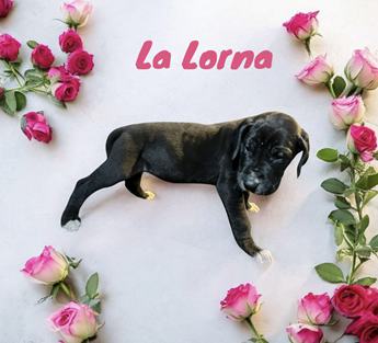 Lalorna