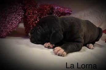 Lalorna