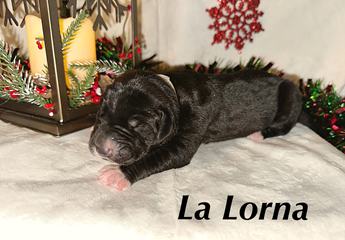 Lalorna