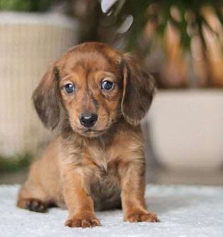 Link