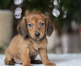 Link