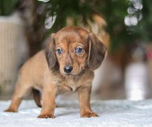 Link