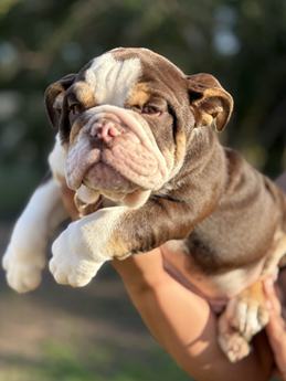 Little Pee-tee