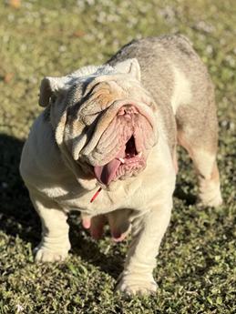 Little Pee-tee