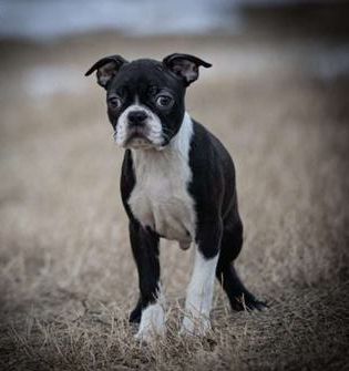 Marlo