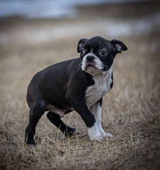 Marlo