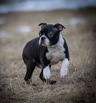 Marlo