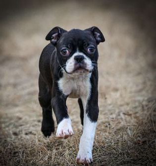 Marlo