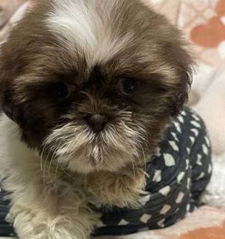 Max