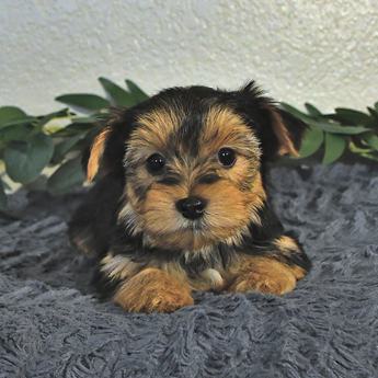 Max