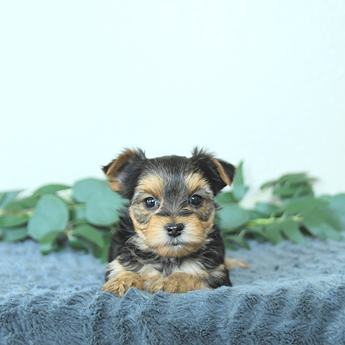 Max