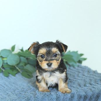 Max
