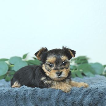 Max