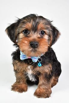 Nash