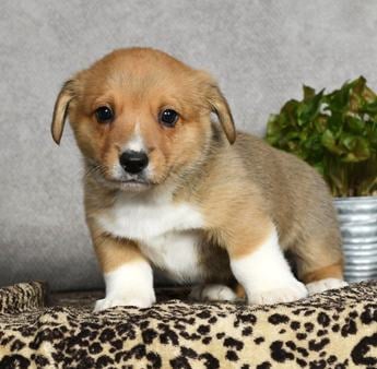 Oliver