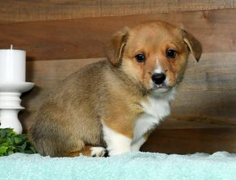 Oliver