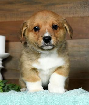 Oliver