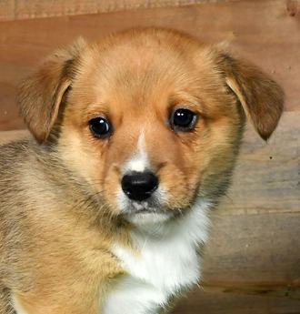 Oliver