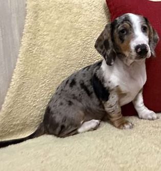 Pepper