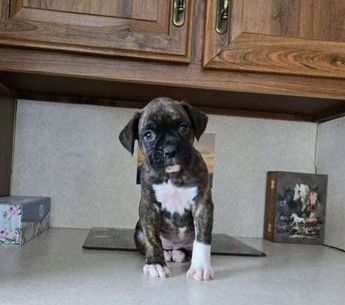 Pepper