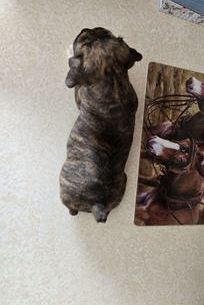 Pepper