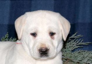Phoebe