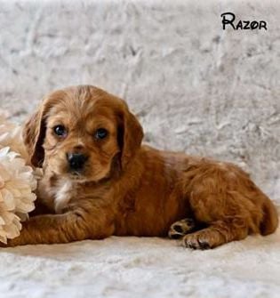 Razor