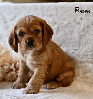 Razor