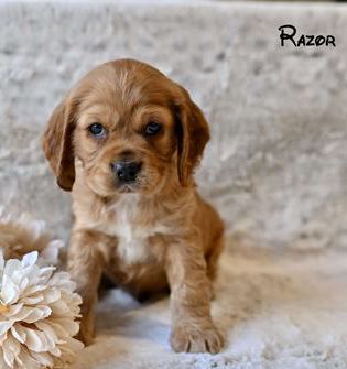 Razor