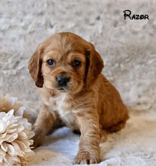 Razor