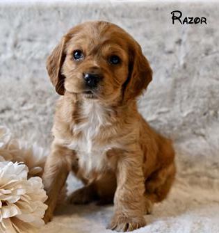 Razor