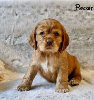 Rocket