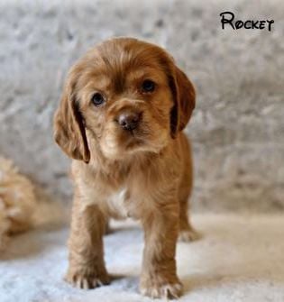 Rocket