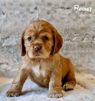 Rocket
